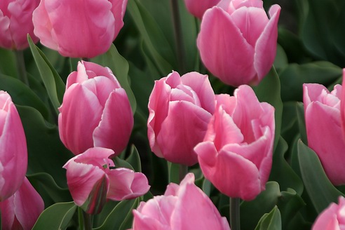 Tulips, Forest Park, Saint Louis, Missouri