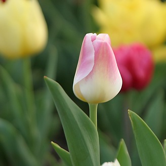 Tulip, Forest Park, Saint Louis, Missouri