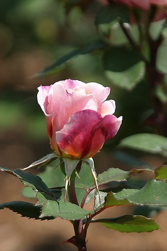 Rose, Shaw's Gardens, Saint Louis, Missouri