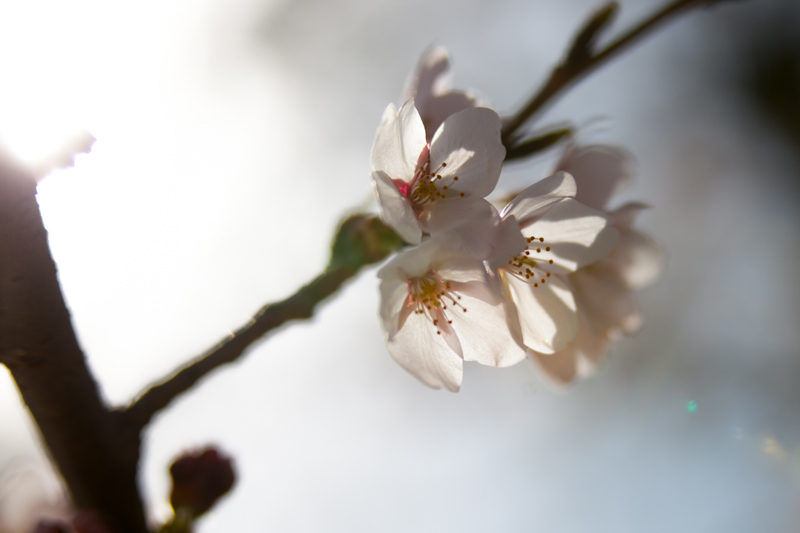 Cherry Blossoms @ the Grand Basin